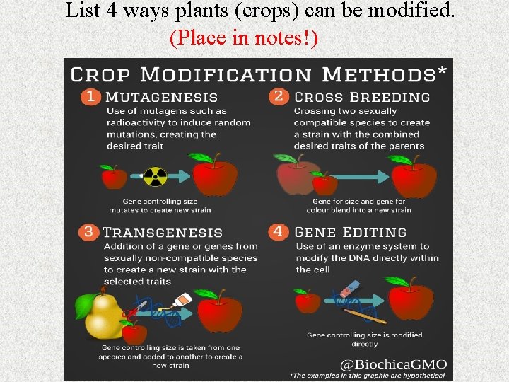 List 4 ways plants (crops) can be modified. (Place in notes!) List 4 ways plants (crops) can be modified. (Place in notes!)
