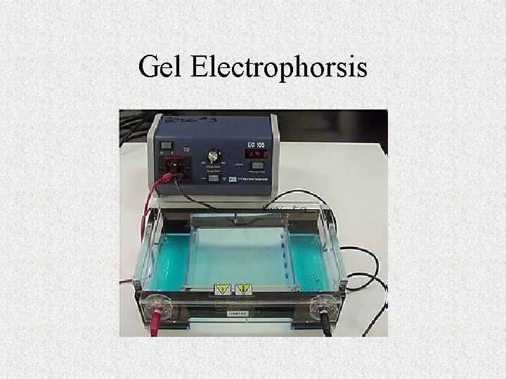 Gel Electrophorsis 