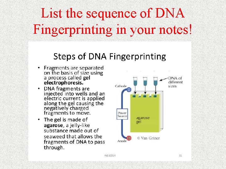 List the sequence of DNA Fingerprinting in your notes! List the sequence of DNA Fingerprinting in your notes!