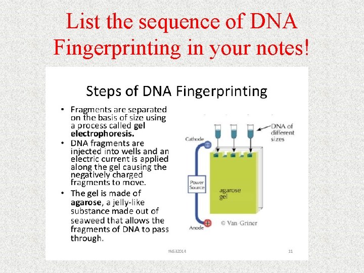 List the sequence of DNA Fingerprinting in your notes! 