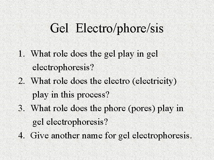 Gel Electro/phore/sis 1. What role does the gel play in gel electrophoresis? 2. What