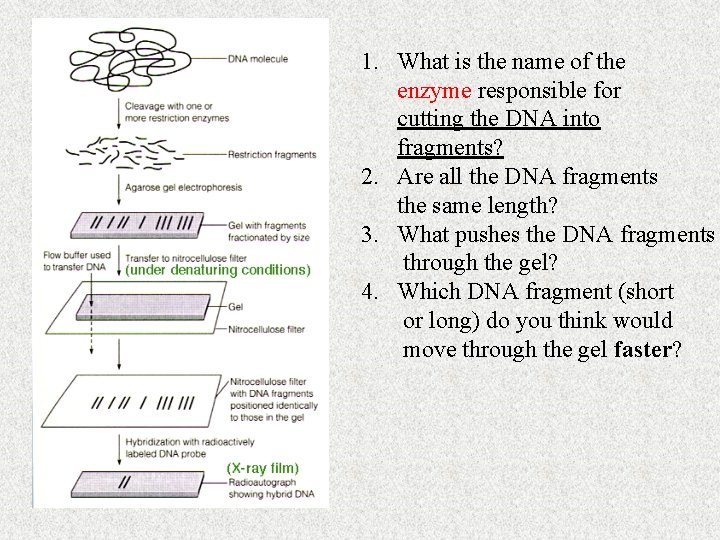 1. What is the name of the enzyme responsible for cutting the DNA into 1. What is the name of the enzyme responsible for cutting the DNA into