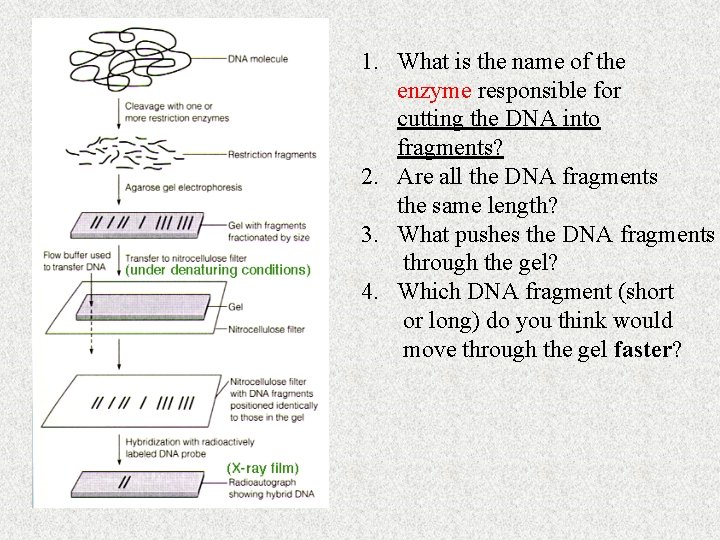 1. What is the name of the enzyme responsible for cutting the DNA into