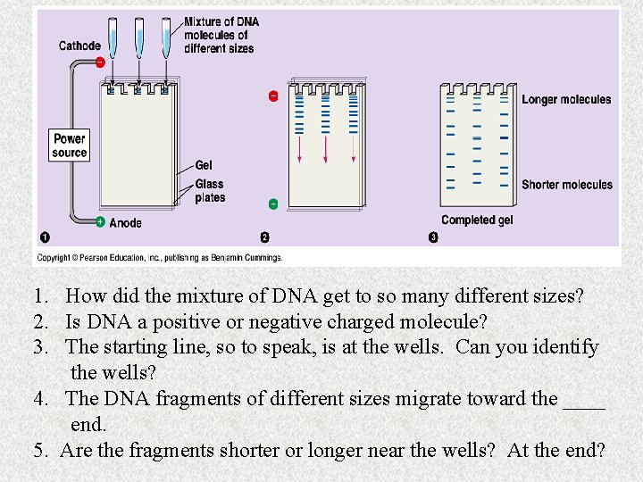 1. How did the mixture of DNA get to so many different sizes? 2.