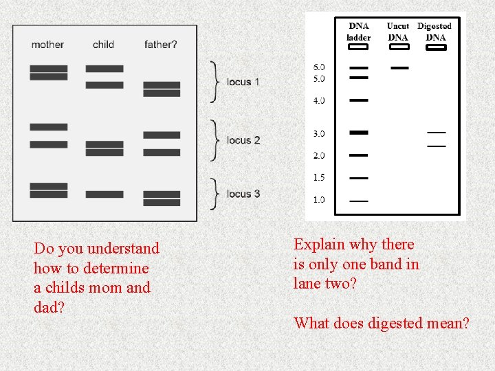 Do you understand how to determine a childs mom and dad? Explain why there