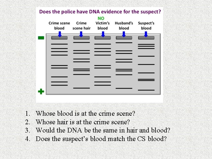 1. 2. 3. 4. Whose blood is at the crime scene? Whose hair is