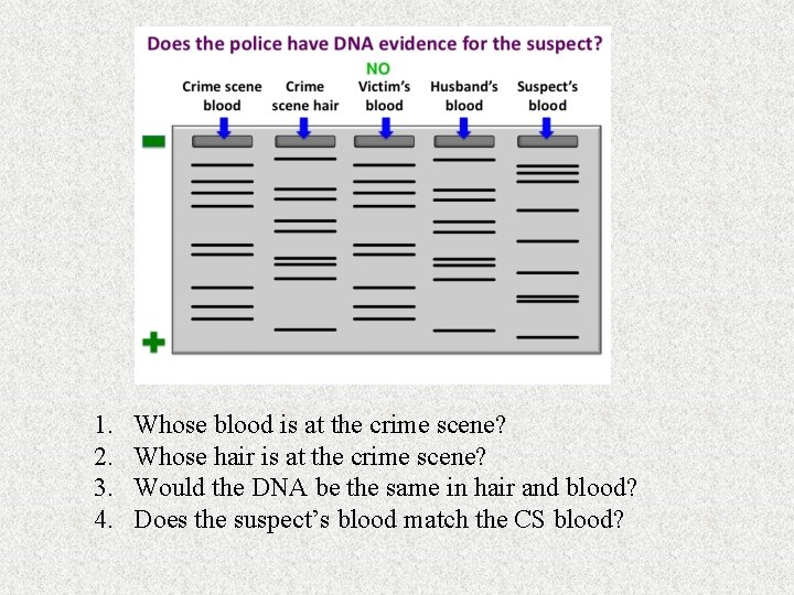 1. 2. 3. 4. Whose blood is at the crime scene? Whose hair is 1. 2. 3. 4. Whose blood is at the crime scene? Whose hair is