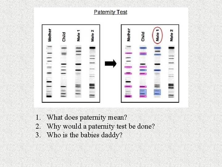 1. What does paternity mean? 2. Why would a paternity test be done? 3.