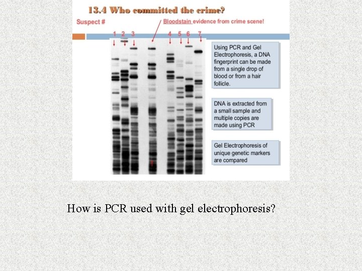 How is PCR used with gel electrophoresis? 