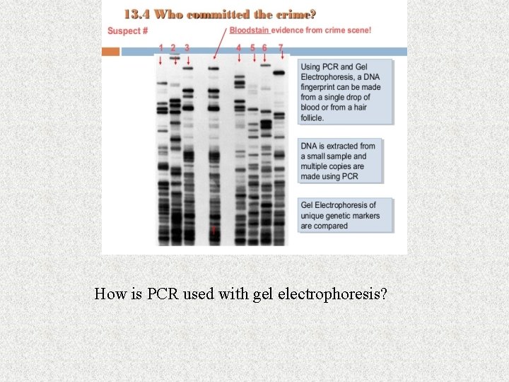 How is PCR used with gel electrophoresis? How is PCR used with gel electrophoresis?