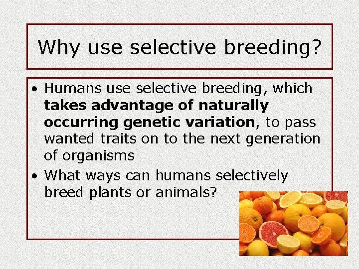 Why use selective breeding? • Humans use selective breeding, which takes advantage of naturally