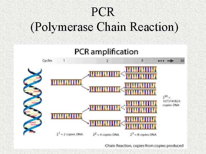 PCR (Polymerase Chain Reaction) 