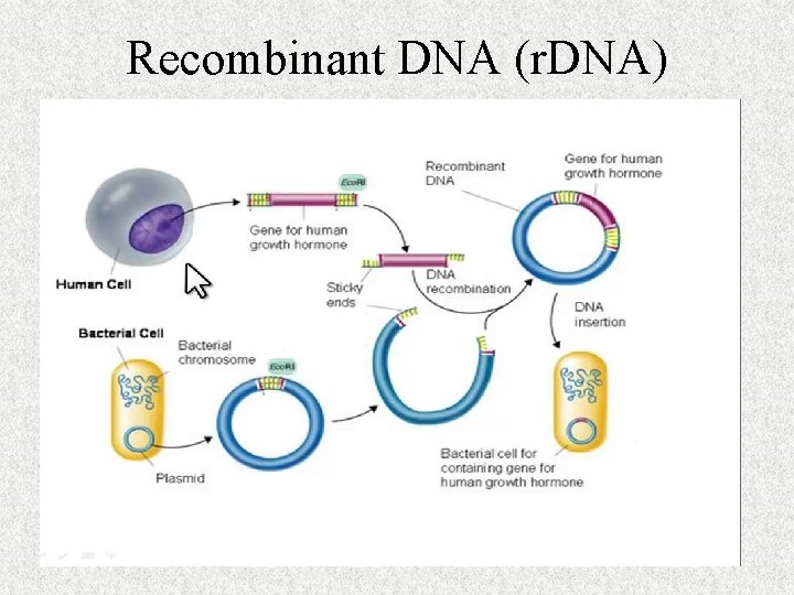 Recombinant DNA (r. DNA) 