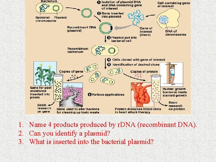 1. Name 4 products produced by r. DNA (recombinant DNA). 2. Can you identify