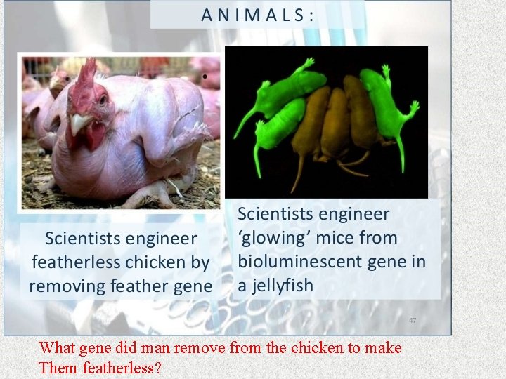 What gene did man remove from the chicken to make Them featherless? What gene did man remove from the chicken to make Them featherless?