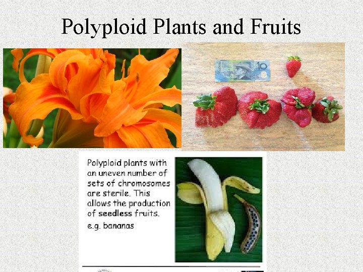 Polyploid Plants and Fruits Polyploid Plants and Fruits
