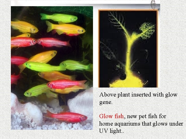 Above plant inserted with glow gene. Glow fish, new pet fish for home aquariums Above plant inserted with glow gene. Glow fish, new pet fish for home aquariums