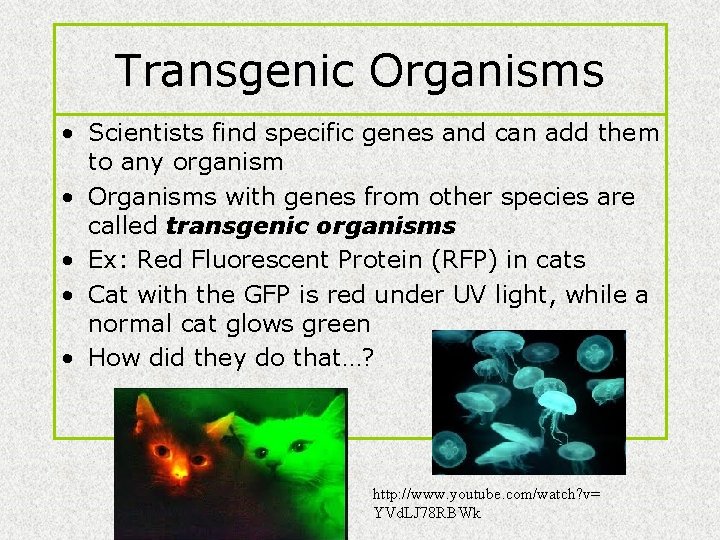 Transgenic Organisms • Scientists find specific genes and can add them to any organism