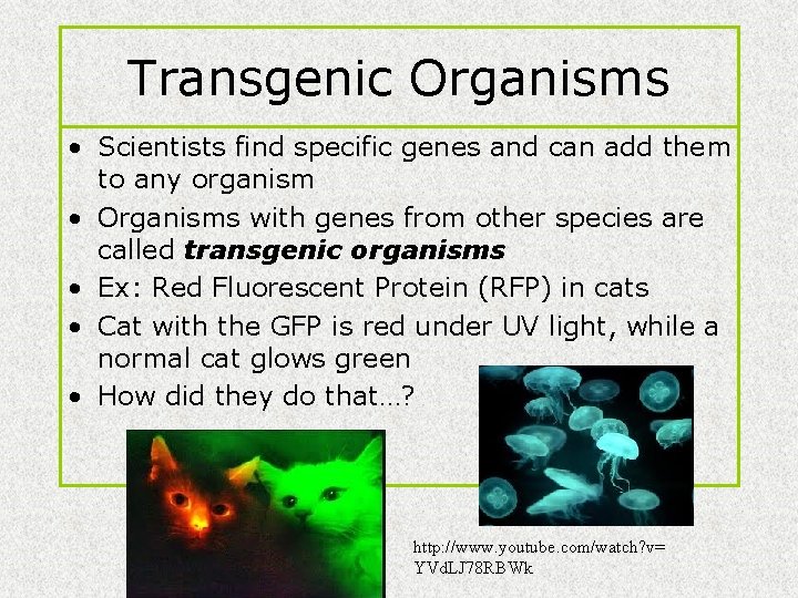 Transgenic Organisms • Scientists find specific genes and can add them to any organism Transgenic Organisms • Scientists find specific genes and can add them to any organism
