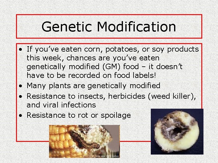 Genetic Modification • If you’ve eaten corn, potatoes, or soy products this week, chances