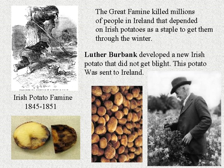 The Great Famine killed millions of people in Ireland that depended on Irish potatoes