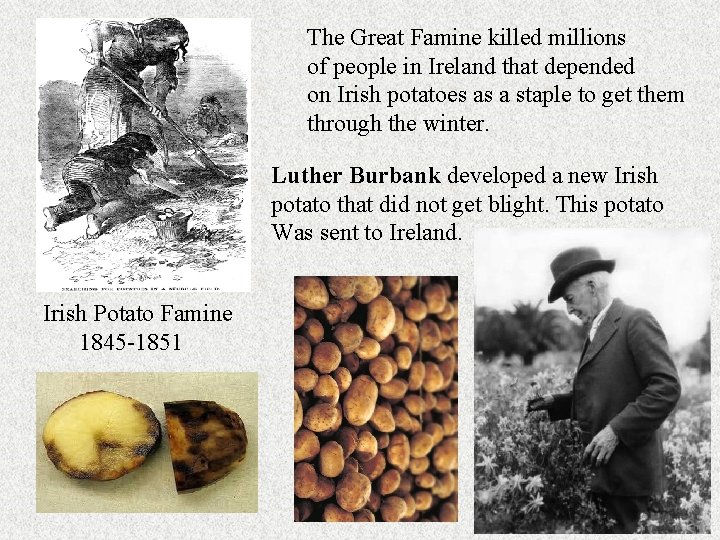 The Great Famine killed millions of people in Ireland that depended on Irish potatoes The Great Famine killed millions of people in Ireland that depended on Irish potatoes