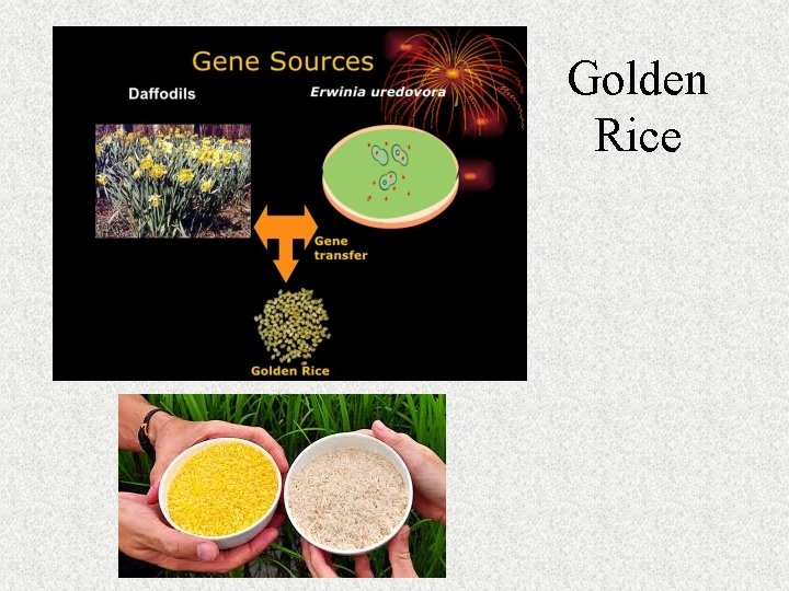 Golden Rice Golden Rice