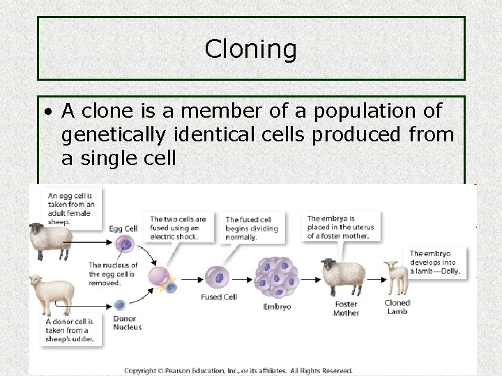 Cloning • A clone is a member of a population of genetically identical cells