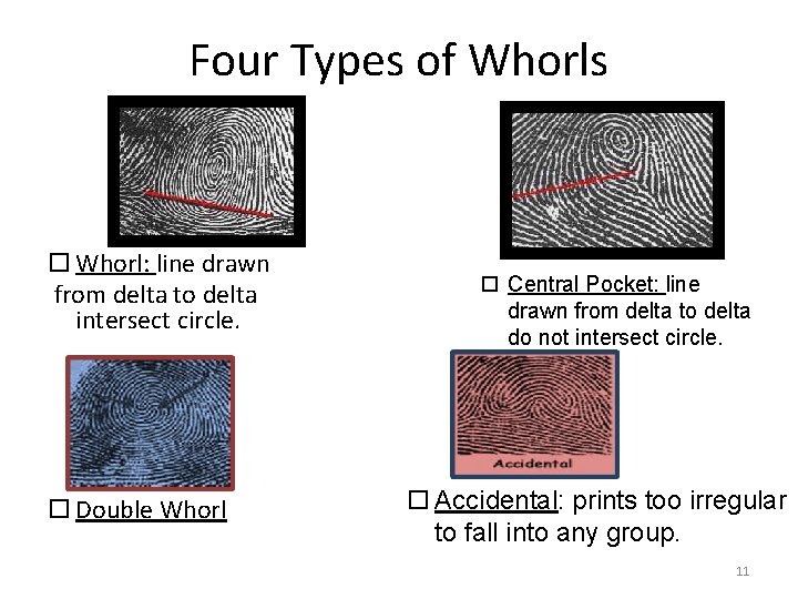 Four Types of Whorls Whorl: line drawn from delta to delta intersect circle. Double