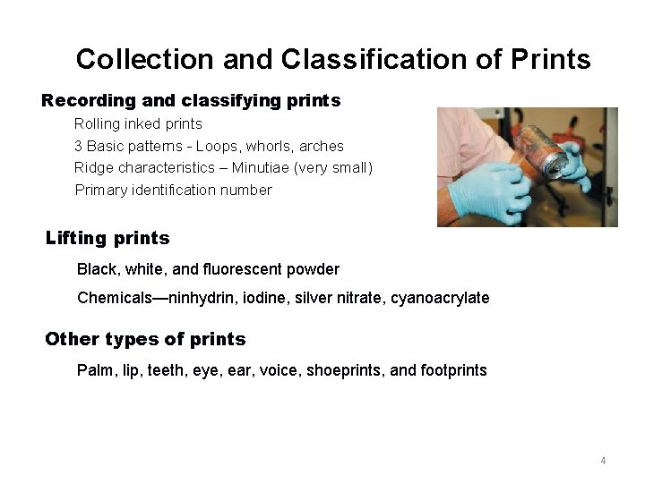 Collection and Classification of Prints Recording and classifying prints Rolling inked prints 3 Basic