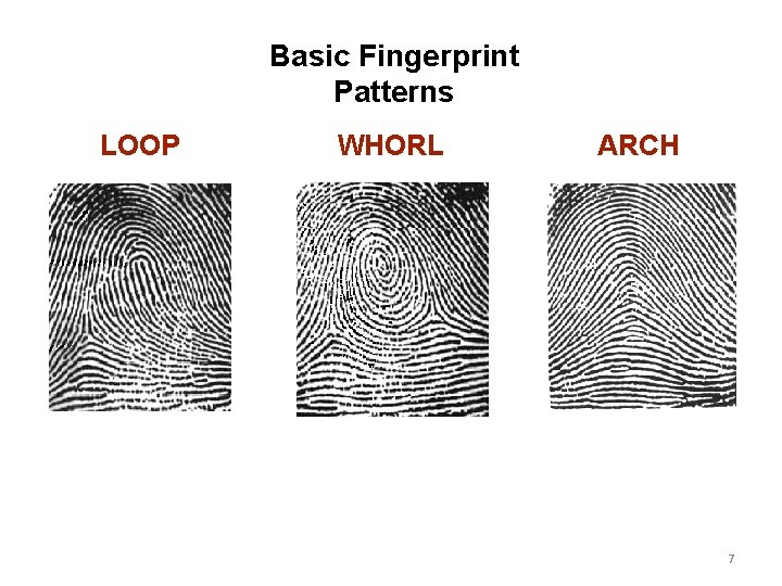 Basic Fingerprint Patterns LOOP WHORL ARCH 7 
