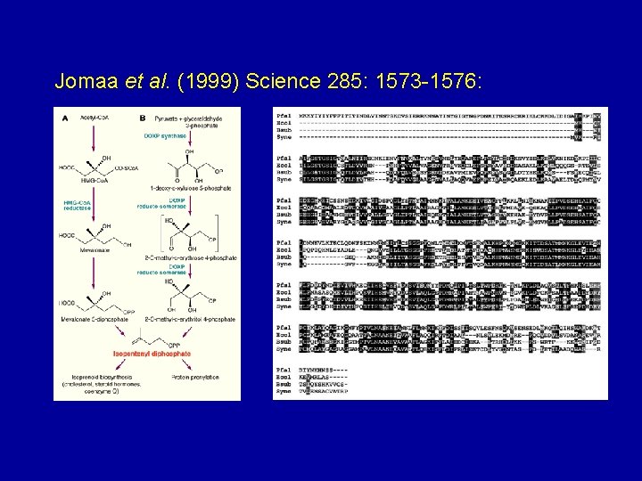 Jomaa et al. (1999) Science 285: 1573 -1576: 