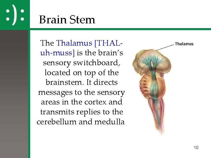 Brain Stem The Thalamus [THALuh-muss] is the brain’s sensory switchboard, located on top of