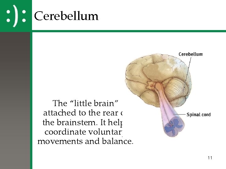 Cerebellum The “little brain” attached to the rear of the brainstem. It helps coordinate