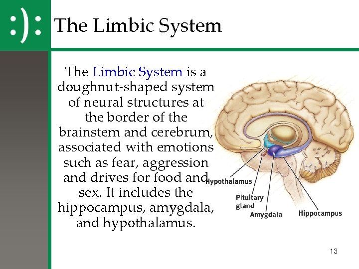 The Limbic System is a doughnut-shaped system of neural structures at the border of