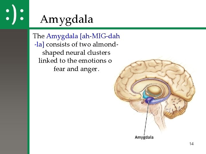 Amygdala The Amygdala [ah-MIG-dah -la] consists of two almondshaped neural clusters linked to the