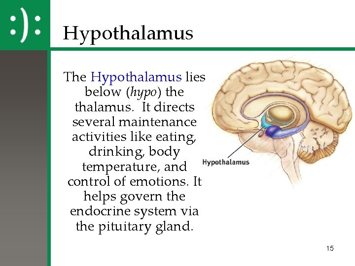 Hypothalamus The Hypothalamus lies below (hypo) the thalamus. It directs several maintenance activities like