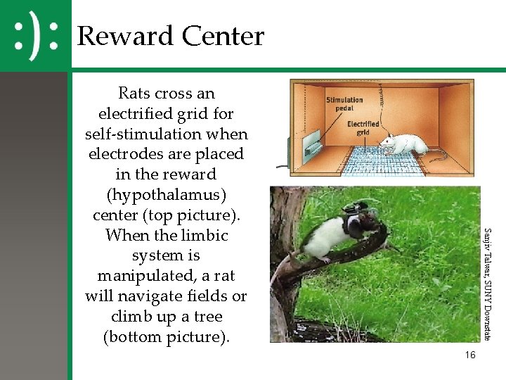 Reward Center Sanjiv Talwar, SUNY Downstate Rats cross an electrified grid for self-stimulation when