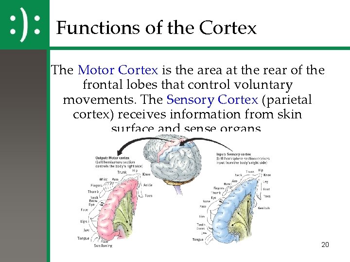 Functions of the Cortex The Motor Cortex is the area at the rear of