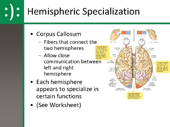 Hemispheric Specialization • Corpus Callosum – Fibers that connect the two hemispheres – Allow