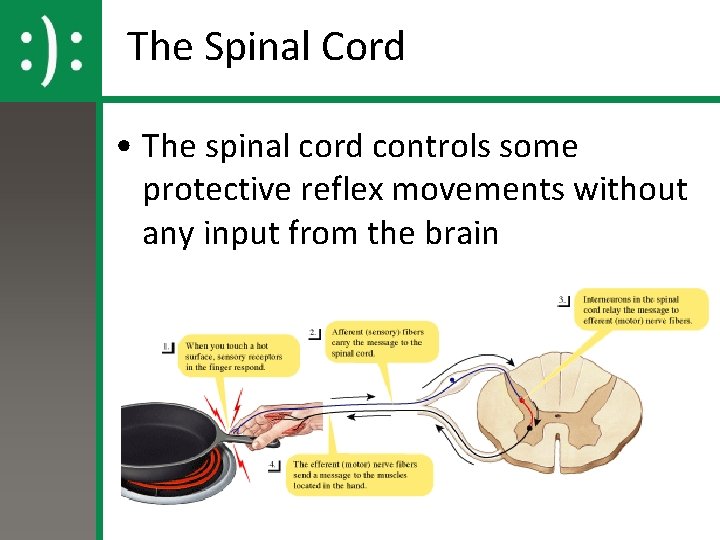 The Spinal Cord • The spinal cord controls some protective reflex movements without any