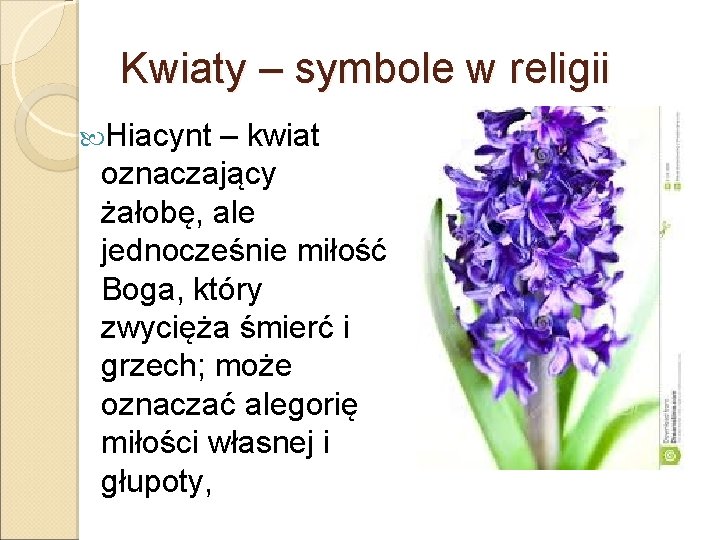 Kwiaty – symbole w religii Hiacynt – kwiat oznaczający żałobę, ale jednocześnie miłość Boga,