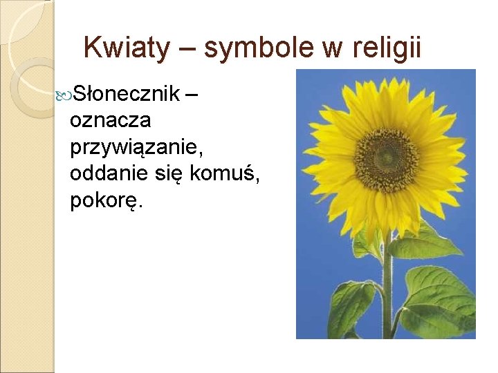 Kwiaty – symbole w religii Słonecznik – oznacza przywiązanie, oddanie się komuś, pokorę. 