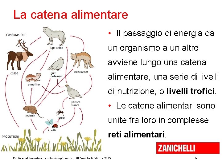 La catena alimentare • Il passaggio di energia da un organismo a un altro