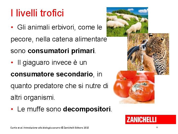 I livelli trofici • Gli animali erbivori, come le pecore, nella catena alimentare sono