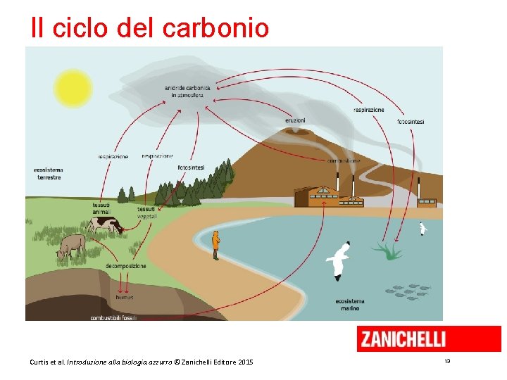 Il ciclo del carbonio Curtis et al. Introduzione alla biologia. azzurro © Zanichelli Editore