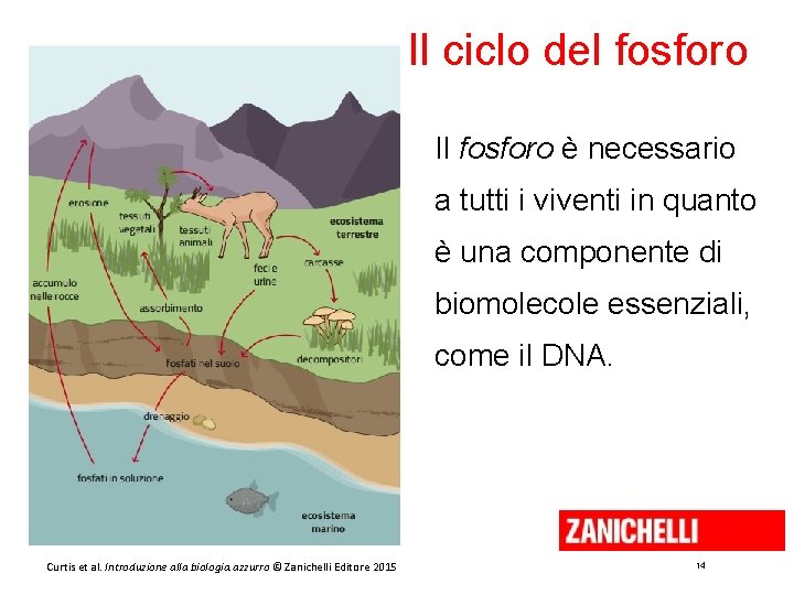 Il ciclo del fosforo Il fosforo è necessario a tutti i viventi in quanto