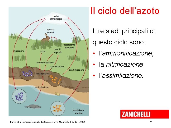 Il ciclo dell’azoto I tre stadi principali di questo ciclo sono: • l’ammonificazione; •