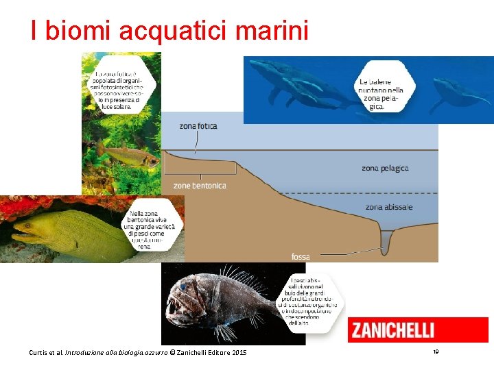 I biomi acquatici marini Curtis et al. Introduzione alla biologia. azzurro © Zanichelli Editore