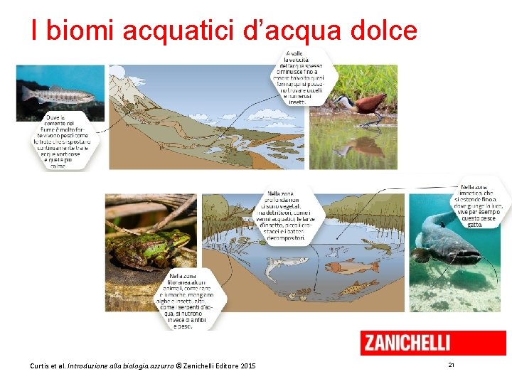 I biomi acquatici d’acqua dolce Curtis et al. Introduzione alla biologia. azzurro © Zanichelli